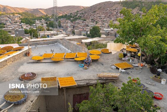 ایران زیباست | «خرو» بزرگ‌ترین تولیدکننده آلو در کشور