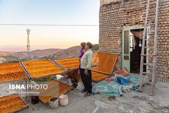 ایران زیباست | «خرو» بزرگ‌ترین تولیدکننده آلو در کشور