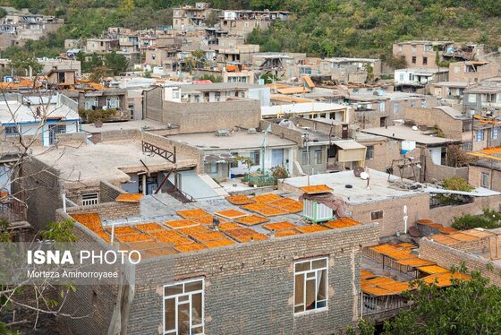 ایران زیباست | «خرو» بزرگ‌ترین تولیدکننده آلو در کشور