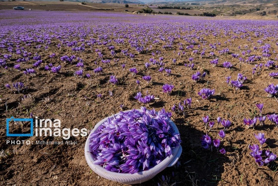 ایران زیباست | برداشت گل زعفران