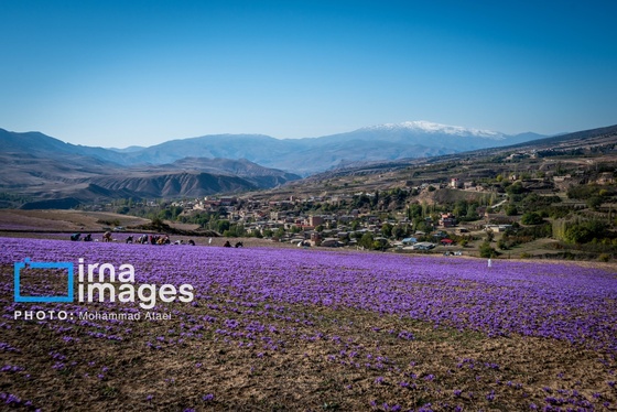 ایران زیباست | برداشت گل زعفران