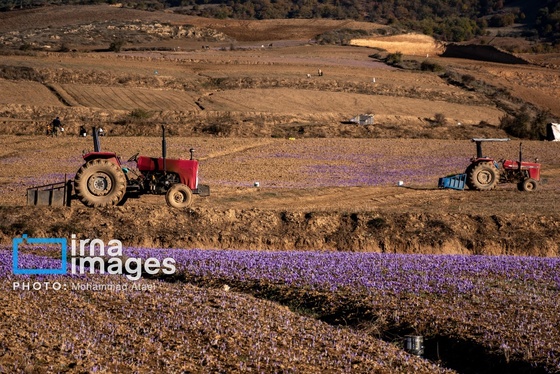 ایران زیباست | برداشت گل زعفران