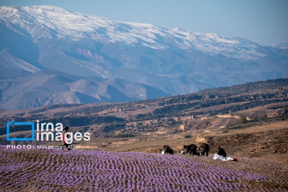 ایران زیباست | برداشت گل زعفران