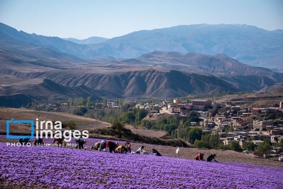 ایران زیباست | برداشت گل زعفران