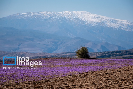 ایران زیباست | برداشت گل زعفران
