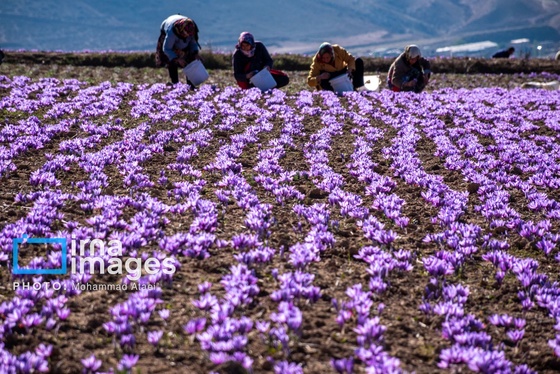 ایران زیباست | برداشت گل زعفران