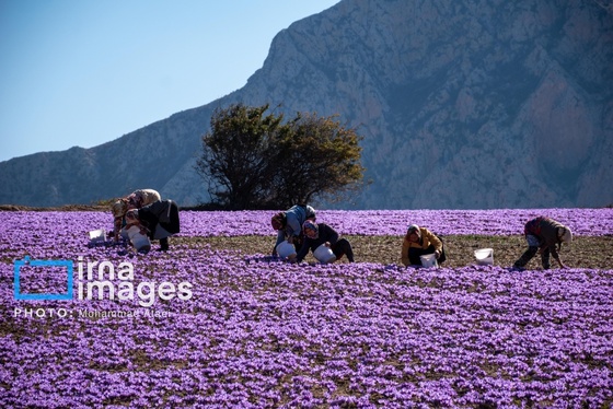 ایران زیباست | برداشت گل زعفران