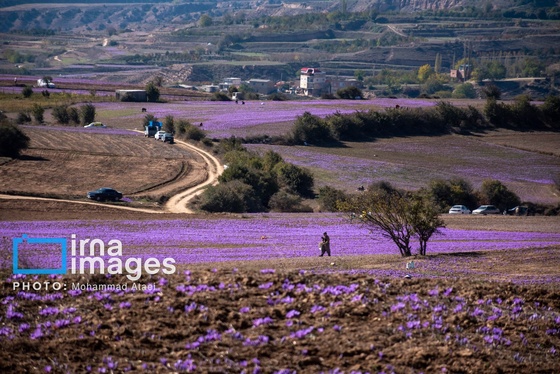 ایران زیباست | برداشت گل زعفران
