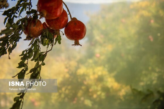 ایران زیباست | برداشت انار از باغات قصردشت شیراز