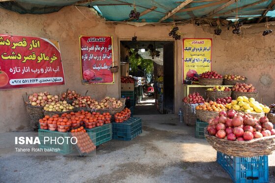 ایران زیباست | برداشت انار از باغات قصردشت شیراز