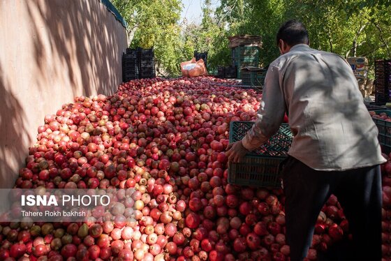 ایران زیباست | برداشت انار از باغات قصردشت شیراز