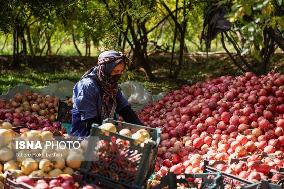 ایران زیباست | برداشت انار از باغات قصردشت شیراز