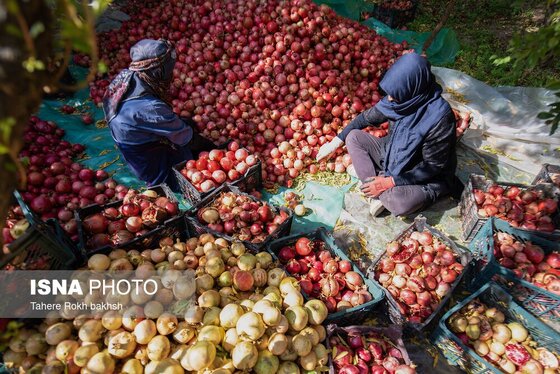 ایران زیباست | برداشت انار از باغات قصردشت شیراز