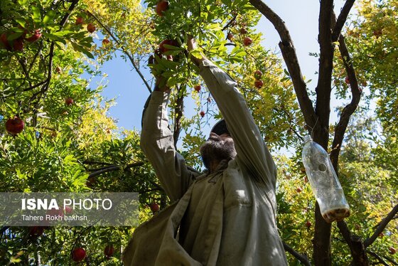 ایران زیباست | برداشت انار از باغات قصردشت شیراز
