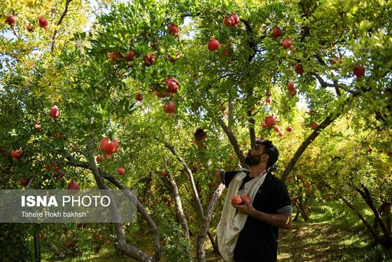 ایران زیباست | برداشت انار از باغات قصردشت شیراز