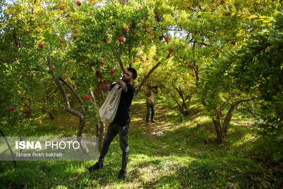 ایران زیباست | برداشت انار از باغات قصردشت شیراز