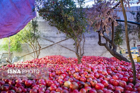 ایران زیباست | برداشت انار از باغات قصردشت شیراز