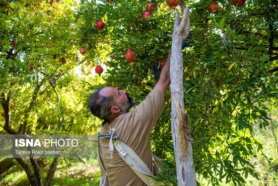 ایران زیباست | برداشت انار از باغات قصردشت شیراز