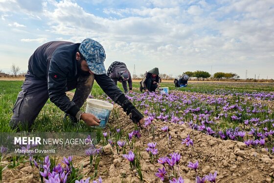 ایران زیباست | برداشت «طلای سرخ» از مزارع خراسان‌شمالی