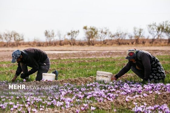 ایران زیباست | برداشت «طلای سرخ» از مزارع خراسان‌شمالی
