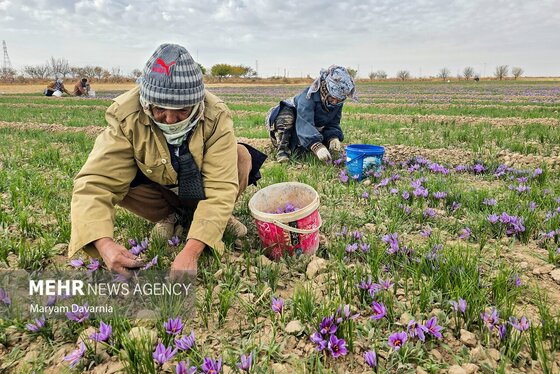 ایران زیباست | برداشت «طلای سرخ» از مزارع خراسان‌شمالی
