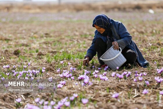 ایران زیباست | برداشت «طلای سرخ» از مزارع خراسان‌شمالی