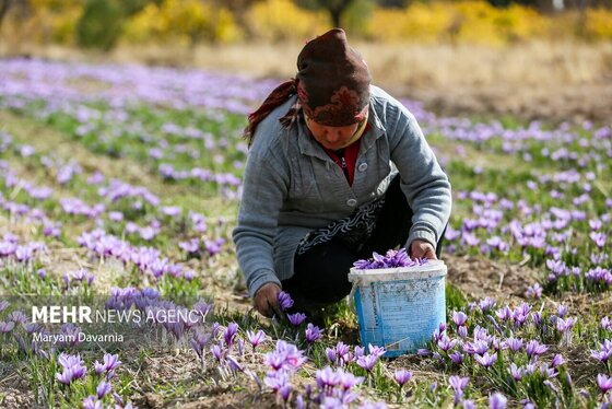 ایران زیباست | برداشت «طلای سرخ» از مزارع خراسان‌شمالی