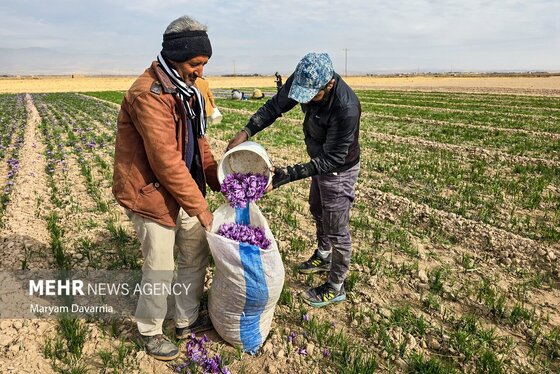 ایران زیباست | برداشت «طلای سرخ» از مزارع خراسان‌شمالی