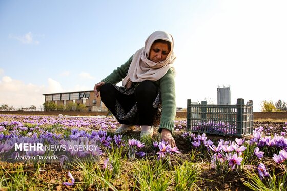 ایران زیباست | برداشت «طلای سرخ» از مزارع خراسان‌شمالی