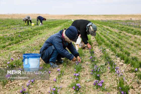 ایران زیباست | برداشت «طلای سرخ» از مزارع خراسان‌شمالی