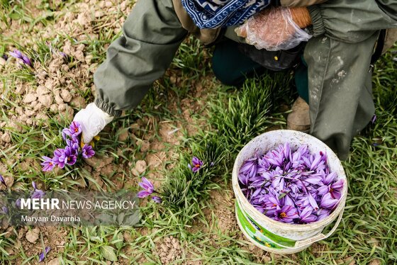 ایران زیباست | برداشت «طلای سرخ» از مزارع خراسان‌شمالی