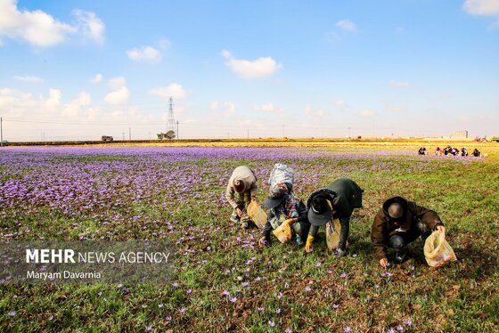 ایران زیباست | برداشت «طلای سرخ» از مزارع خراسان‌شمالی