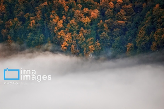 ایران زیباست | پاییز در جنگل‌های گلستان