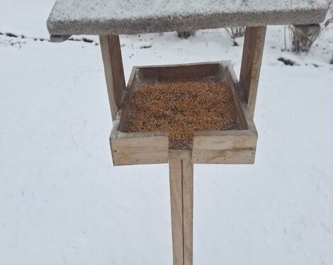 حمایت شهرداری مشهد از پرندگان در فصل سرما با شارژ ۳۴۰ دانخوری و ۳۰۰ آبخوری در فضاهای سبز