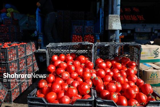 گزارش تصویری | بازدید رئیس کمیسیون اصل ۹۰ از میدان‌بار سپاد مشهد (۲۴ بهمن ۱۴۰۳)