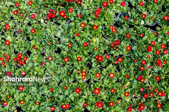 گزارش تصویری | مرکز تولیدات گل و گیاه شهرداری مشهد