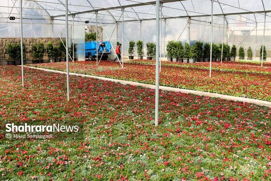 گزارش تصویری | مرکز تولیدات گل و گیاه شهرداری مشهد