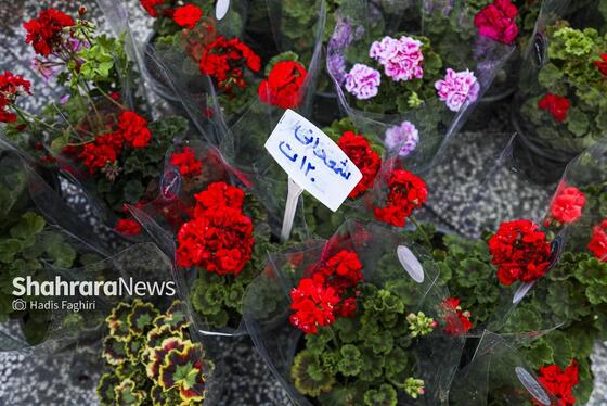 گزارش تصویری | حال و هوای بازار گل و گیاه مشهد در آستانه عید نوروز