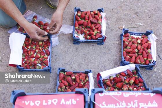 گزارش تصویری |  میدان تره‌بار سپاد در تب‌ و تاب نوروز