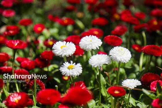 گزارش تصویری | المان های گل در نوروز ۱۴۰۴ مشهد