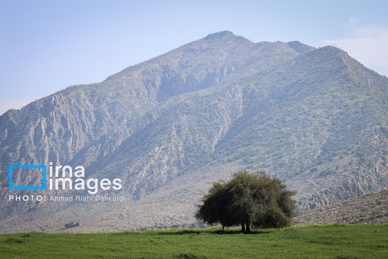 ایران زیباست | دشت «سوسن» خوزستان