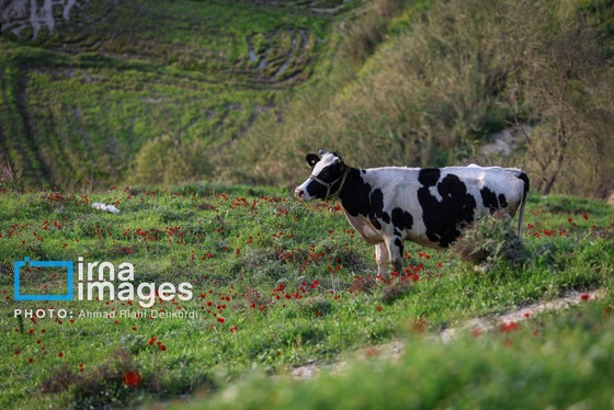 ایران زیباست | دشت «سوسن» خوزستان
