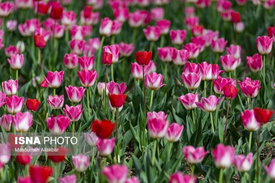 ایران زیباست | یازدهمین جشنواره لاله‌های کرج