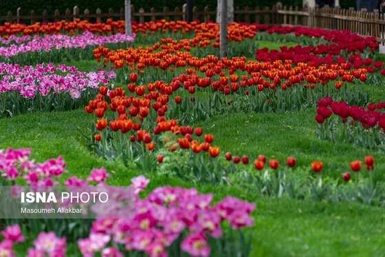 ایران زیباست | یازدهمین جشنواره لاله‌های کرج