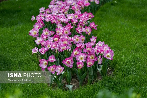 ایران زیباست | یازدهمین جشنواره لاله‌های کرج