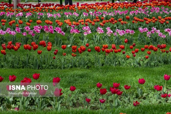 ایران زیباست | یازدهمین جشنواره لاله‌های کرج