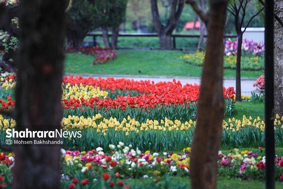 گزارش تصویری | جشنواره گل‌های لاله در مشهد