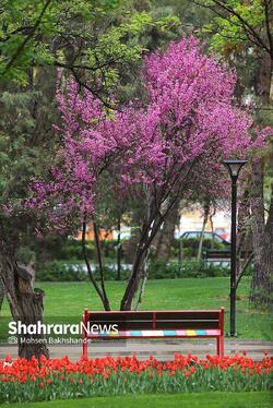 گزارش تصویری | جشنواره گل‌های لاله در مشهد