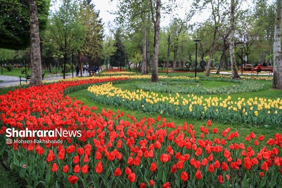 گزارش تصویری | جشنواره گل‌های لاله در مشهد