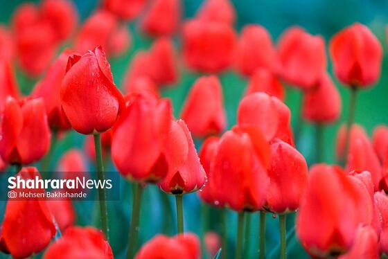 گزارش تصویری | جشنواره گل‌های لاله در مشهد